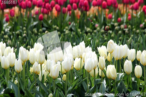 Image of white tulips in a flower meadow