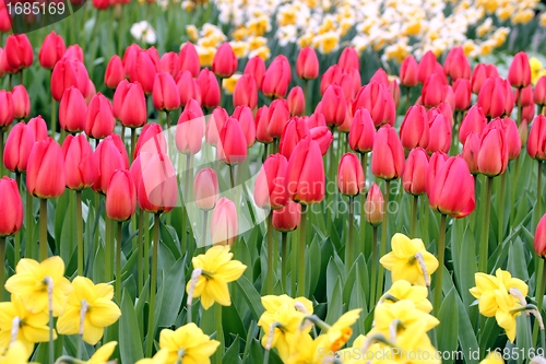 Image of red tulips in a flower meadow