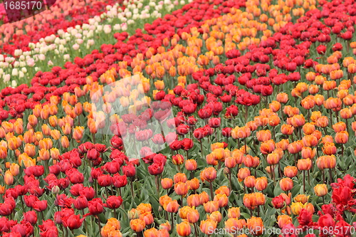 Image of colourful tulips field