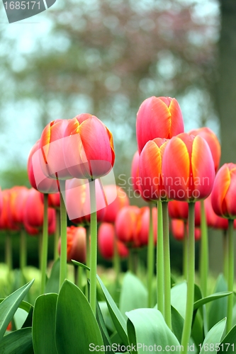 Image of tulip meadow close up from the ground