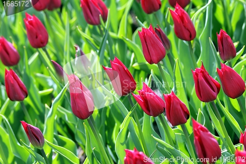 Image of red tulips