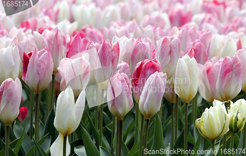 Image of pink and white tulips line