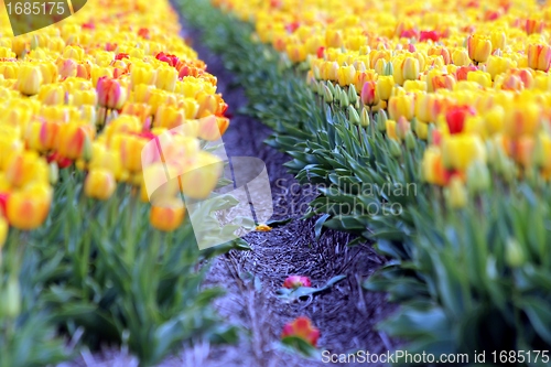 Image of a blured yellow and red tulips field