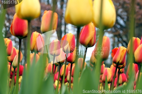 Image of tulip meadow close up from the ground