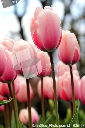 Image of tulip meadow close up from the ground