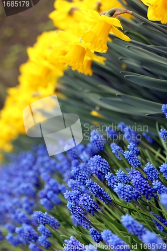 Image of flower mix