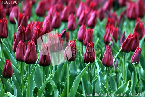 Image of dark red tulips