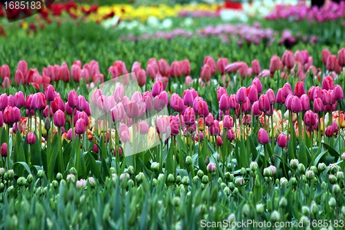 Image of pink tulips in a flower meadow