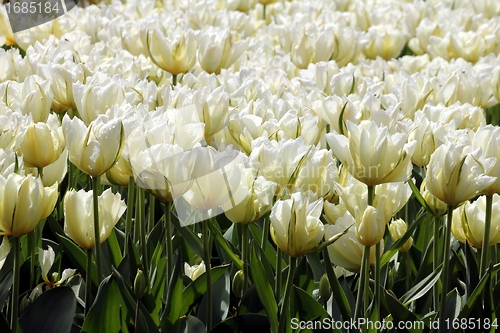 Image of white tulips field