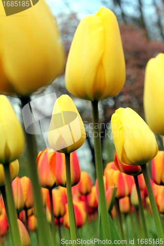Image of tulip meadow close up from the ground