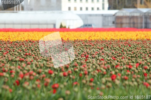 Image of a blured red tulips field