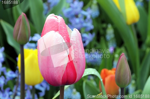 Image of a pink tulip in a flower meadow