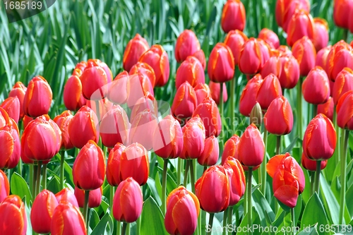 Image of red tulips