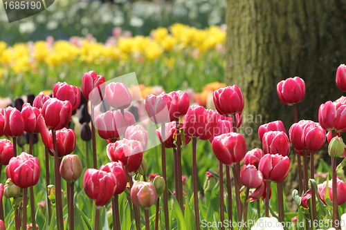 Image of red and pink tulips in a row in front of a tree