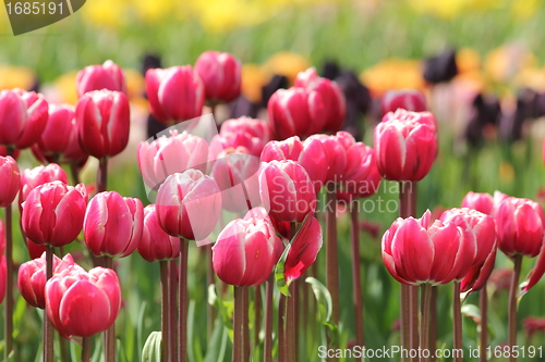 Image of red and pink tulips line