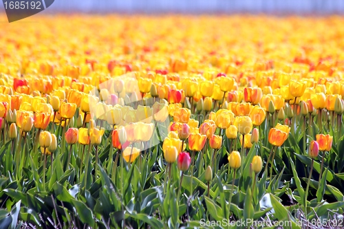 Image of yellow tulips field