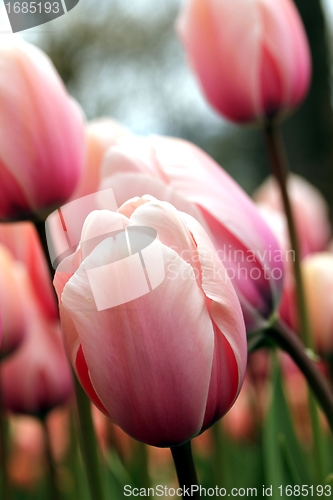 Image of tulip meadow close up from the ground