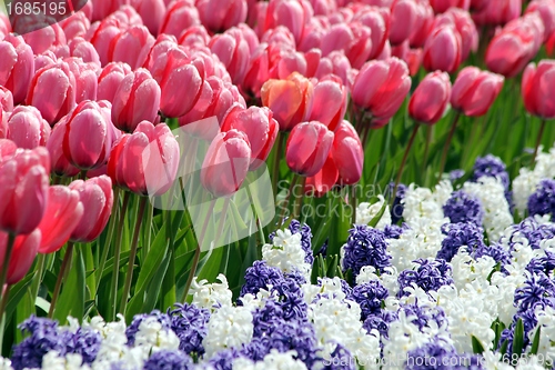 Image of pink tulips in a flower meadow