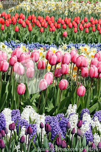 Image of pink tulips in a beuatiful flower meadow