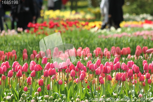 Image of pink tulips in a flower meadow