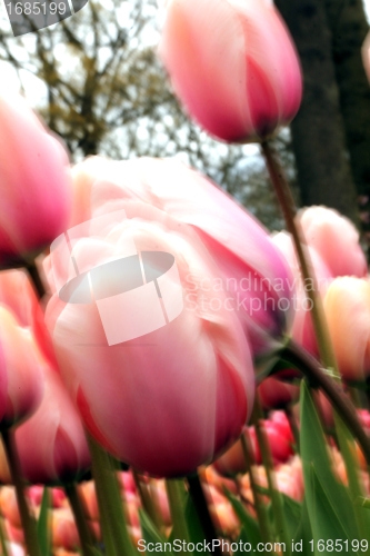 Image of tulip meadow close up from the ground