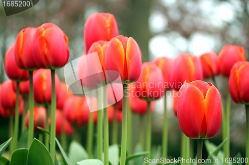 Image of blured tulip meadow close up from the ground
