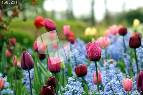 Image of some beautiful tulips