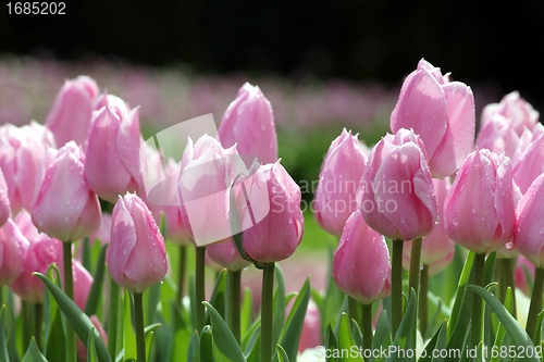Image of pink tulips line