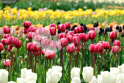 Image of red and pink  tulips in a flower meadow