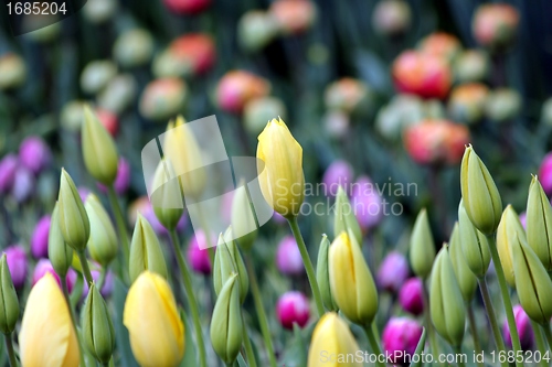 Image of new colourful tulips