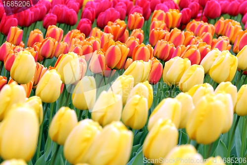 Image of red, yellow and orange tulips background