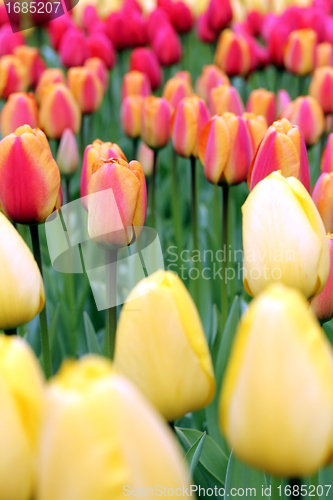 Image of tulip meadow close up