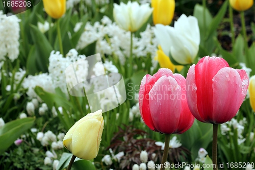 Image of pink tulips in a flower meadow