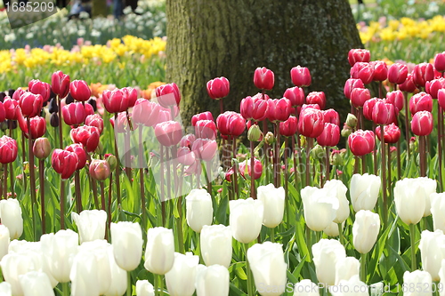 Image of red and pink tulips in a row in front of a tree