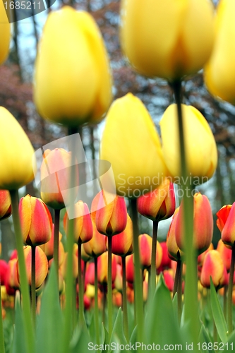 Image of tulip meadow close up from the ground