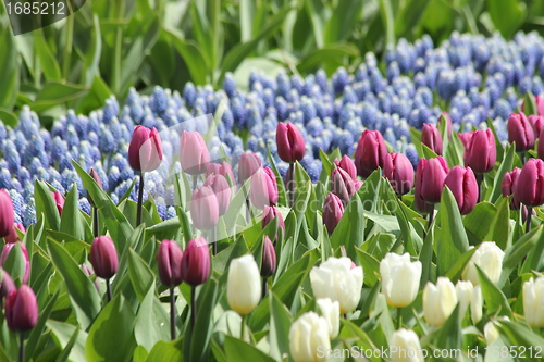 Image of purple tulips in a flower meadow