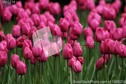 Image of pink tulips in a flower meadow