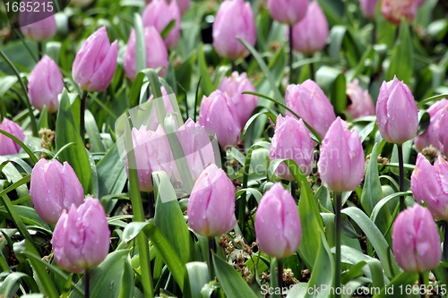 Image of pink tulips in a flower meadow