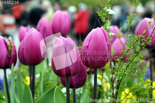 Image of pink tulips in a flower meadow