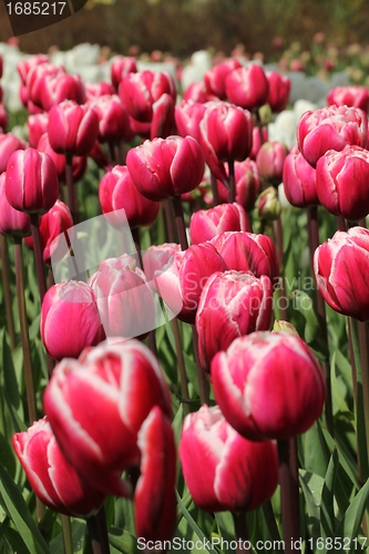 Image of red tulips