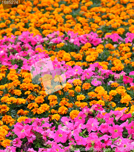 Image of flower field