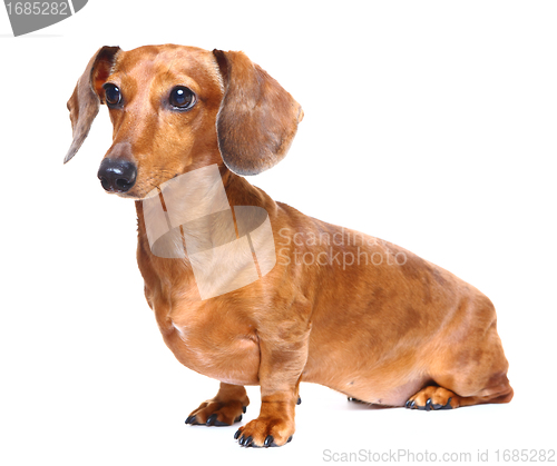 Image of dachshund dog