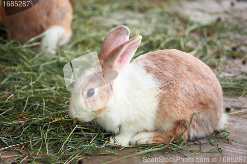 Image of rabbit