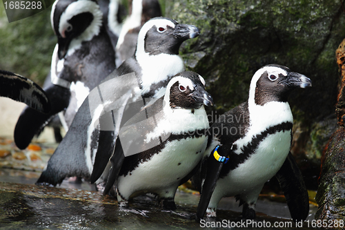 Image of penguins