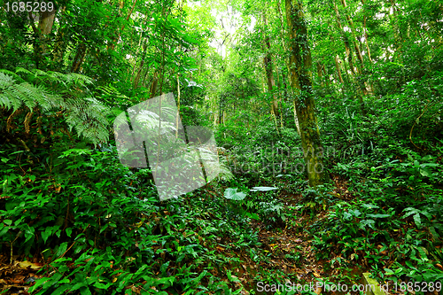 Image of Tropical Rainforest Landscape