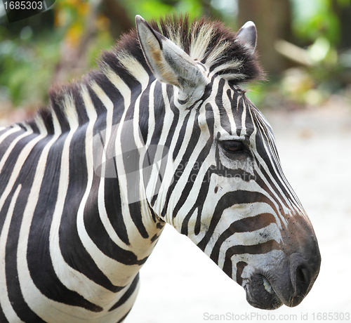 Image of zebra