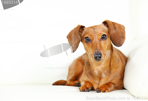 Image of Dachshund Dog