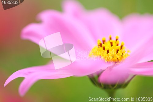 Image of pink flowers blossoming in spring