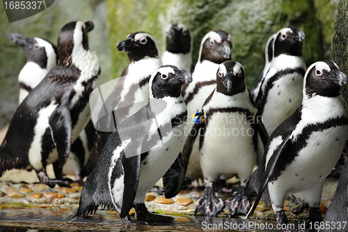 Image of penguins