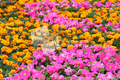 Image of flower field
